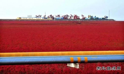 国内石油竟然这么“绿”完美体育都不知道？