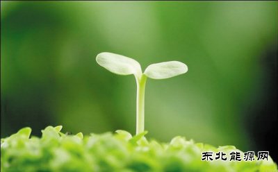 诗歌：生命