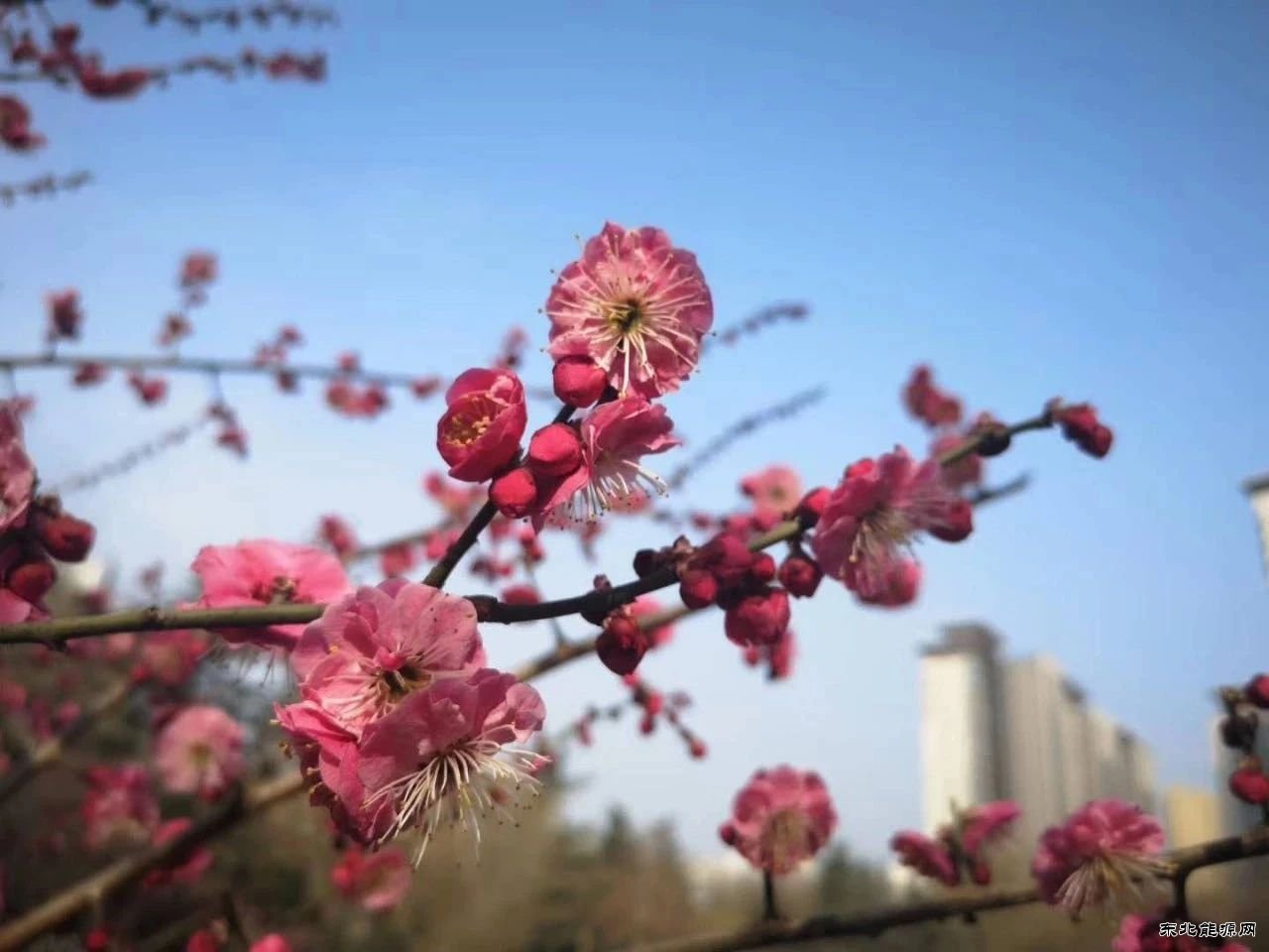 蒲白建庄矿业：桥山脚下 春满建庄