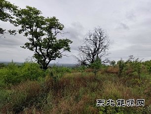 雷雨