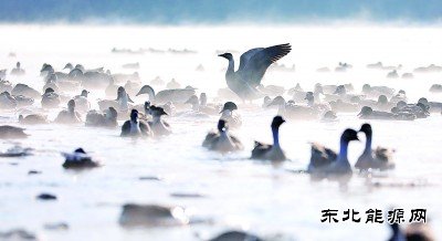 沈阳：万只迁徙候鸟浑河过冬