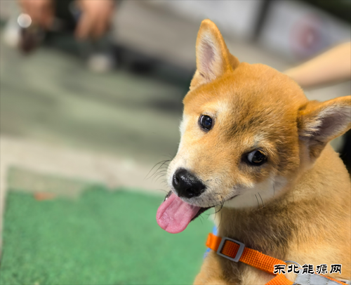 姚辰松：温暖的伙伴