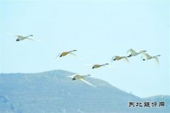 朝阳：白天鹅飞回北票白石湿地