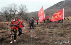 兴凯湖电业局：机关全体人员参加牡丹江管理局义务植树活动
