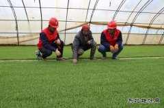 国网黑龙江省电力有限公司服务“三农”助力春耕春灌