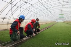 兴凯湖电业公司：迎风雪黑夜抢修保春耕 感动客户赠锦旗频点赞