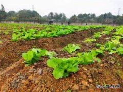 蒲白铁运公司：小小“责任田”，益阳项目部也有“南泥湾”