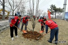 潞安焦化：开展“学党史、植绿树，为团旗添彩”志愿活动