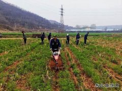 蒲白朱家河煤矿新完美体育产业中心：生态农业承包记