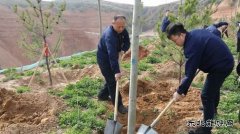 陕煤陕北矿业涌鑫公司：党员植树当先锋，共为矿区添新绿