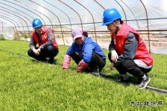 国网黑龙江兴凯湖电业公司：浪花滚滚润田酥 苗齐禾壮展绿装