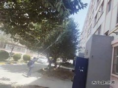 中心社区：绿植打药 保护树木 美化家园