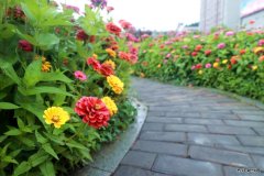 蒲白建庄矿业：走进“花海长廊”，享受夏日美好时光