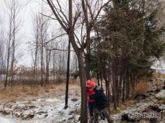 宝泉岭供电公司：齐心协力战冰雪 热血融冰映初心