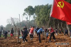 马钢矿业：校企联合开展学雷锋志愿者植树活动