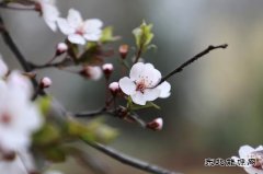 摄影：恰逢春景最美时