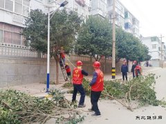 蒲白马南社区：修树剪枝解民忧 小区颜值靓起来