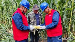 国网九三供电分公司：秋粮生产供电有保障