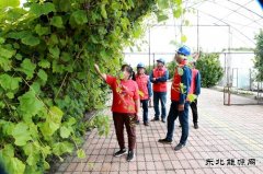 国网兴凯湖供电公司：供电有保障 葡萄甜又香