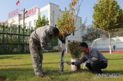 潞安焦化：树木穿“新衣”防冻防虫保过冬