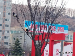 蒲白建庄矿业：喜鹊报喜春来到