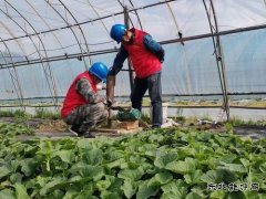 兴凯湖供电公司：优质服务助力瓜果飘香