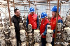 兴凯湖供电公司：“满格电力”助力小木耳变成致富“金耳朵”
