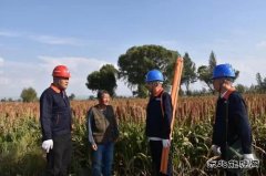 岱海湖畔高粱红 凉城县喜迎丰收年