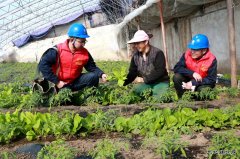 国网兴凯湖供电公司：“满格电”护航大棚用上“蔬”心电