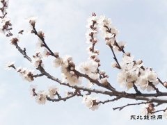 含苞待放、俏立枝头（摄影）