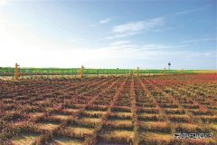 长庆油田：建一座气田 留一片绿色