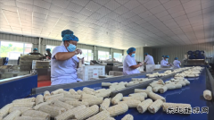 国网义县供电公司：助力乡村鲜食玉米产业振兴
