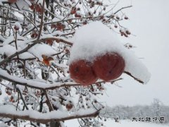 渭南市蒲城县：《红柿映雪，渭北冬日绮梦》