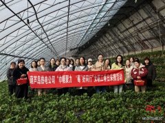 大唐葫芦岛热电公司：春日有约 共享 “莓”好时光