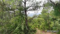 山野寻珍：与菌子的一场秘境邂逅