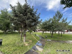 张家峁矿业公司：三措并举让绿韵矿山深“植”人心