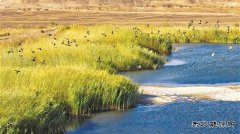 新疆油田：生态“含绿量” 发展“含金量”